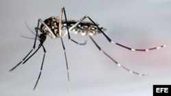 Aedes Aegypti