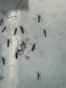 Imagen de una concentración de mosquitos.