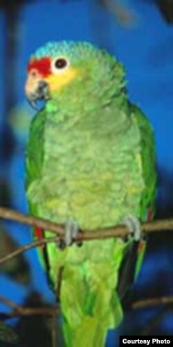 ¡El loro es sólo un gajo de follaje / con un poco de sol en la mollera! (José J. Tablada)